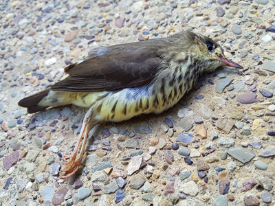 This northern waterthrush is one of half a billion birds that die each year in the U.S. from window collisions.