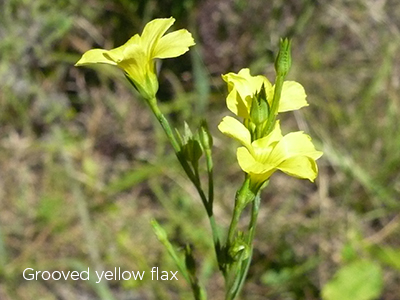 Grooved yellow flax