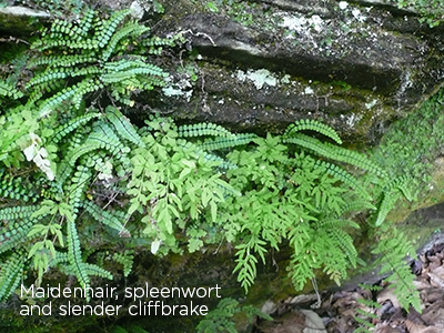 Maidenhair, spleenwort, and slender cliffbrake