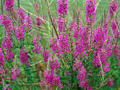 Purple loosestrife. Photo by John D. Byrd, Mississippi State University, Bugwood.org, CC BY 3.0 US