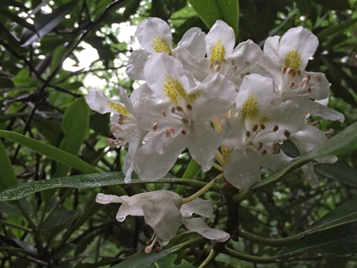 Great laurel (Rhododendron), a commonly-found acid-loving plant