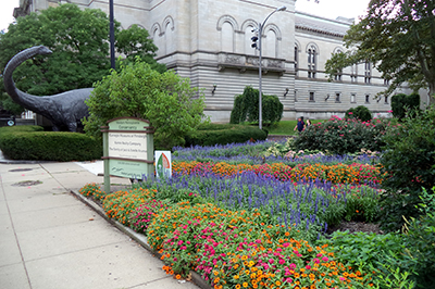 Carnegie Museum community garden
