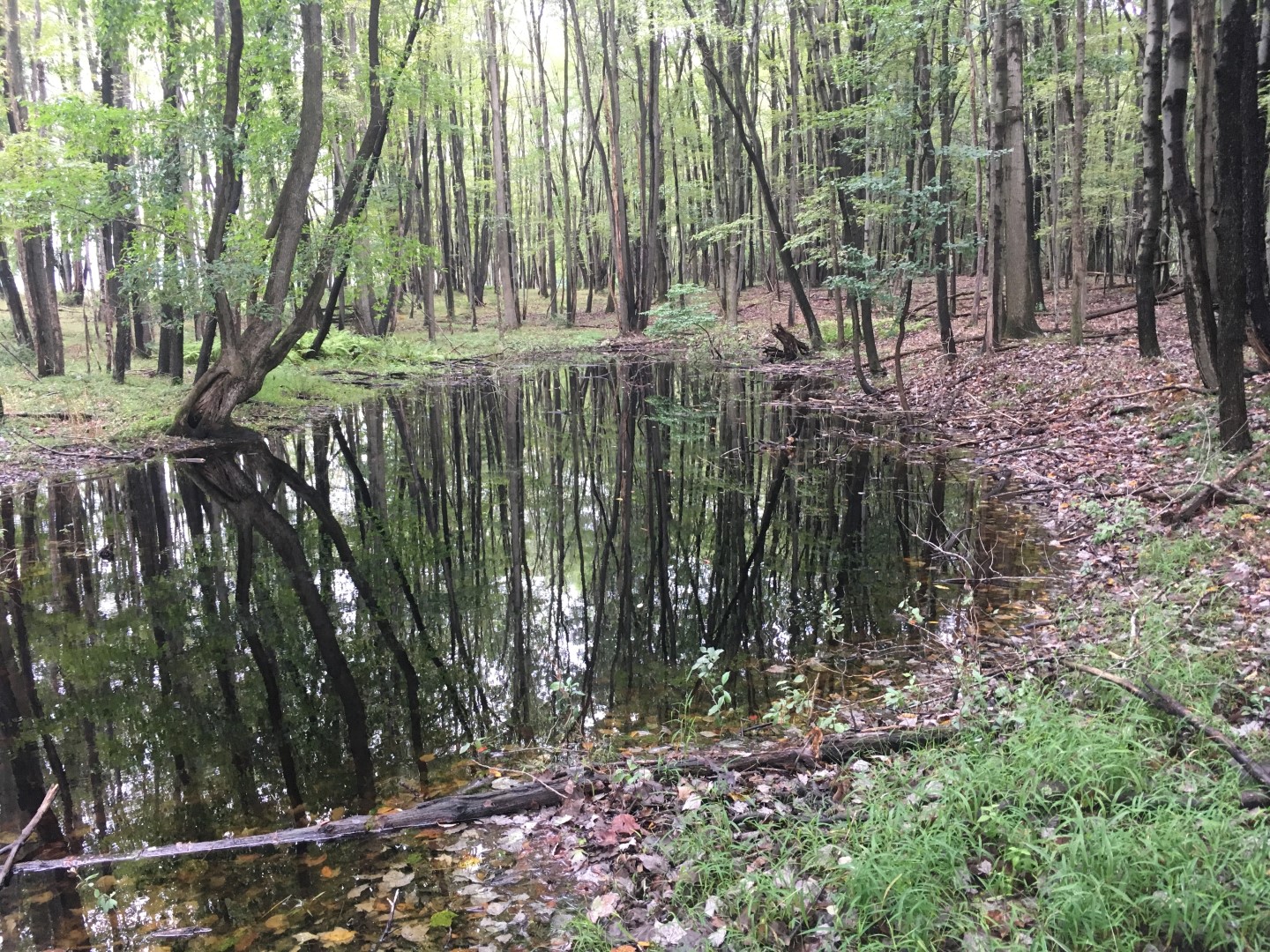 A vernal pool on a donated conservation easement in Centre County Easement Donation