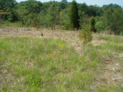 State Line Serpentine Barrens contain dry open habitats
