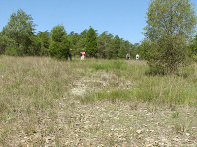 PNHP staff surveying the State Line Serpentine Barrens