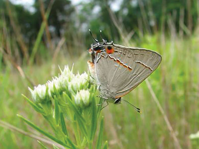 The Red Banded Hairstreak is a rare moth found in the State Line Serpentine Barrens 