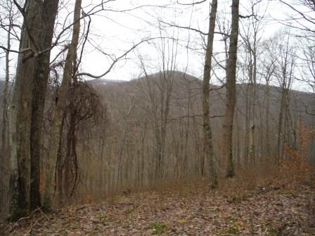 The Forest on WPC’s New Conservation Easement Donation in Cameron County