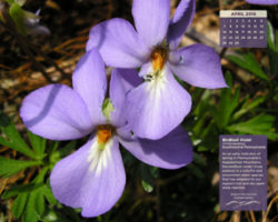WPC - April desktop calendar