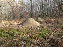 Toms Run Nature Reserve Ant Mounds