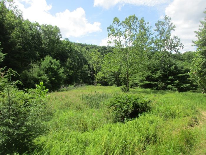 Forested Acres Protected by WPC for Moshannon State Forest