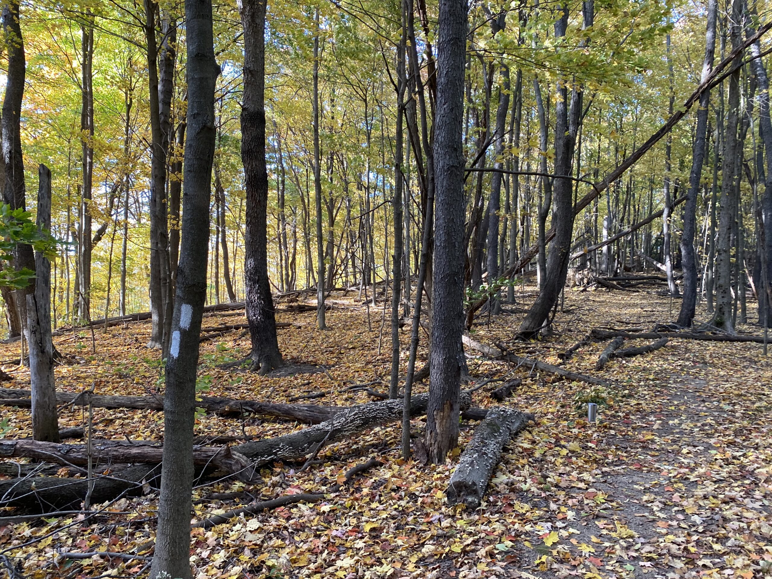 A dirt trail winds through a forest with trees beginning to turn yellow. Leaves of muted yellow and brown cover the trail and forest floor.