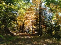 Bennett Branch Forest in fall