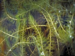Eurasian Water-milfoil, Photo by Alison Fox. University of Florida_Bugwood.org CCBY3.0_US