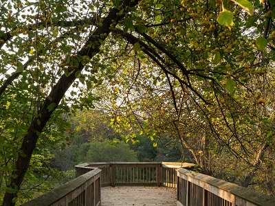 Beechwood Nature Reserve in early fall