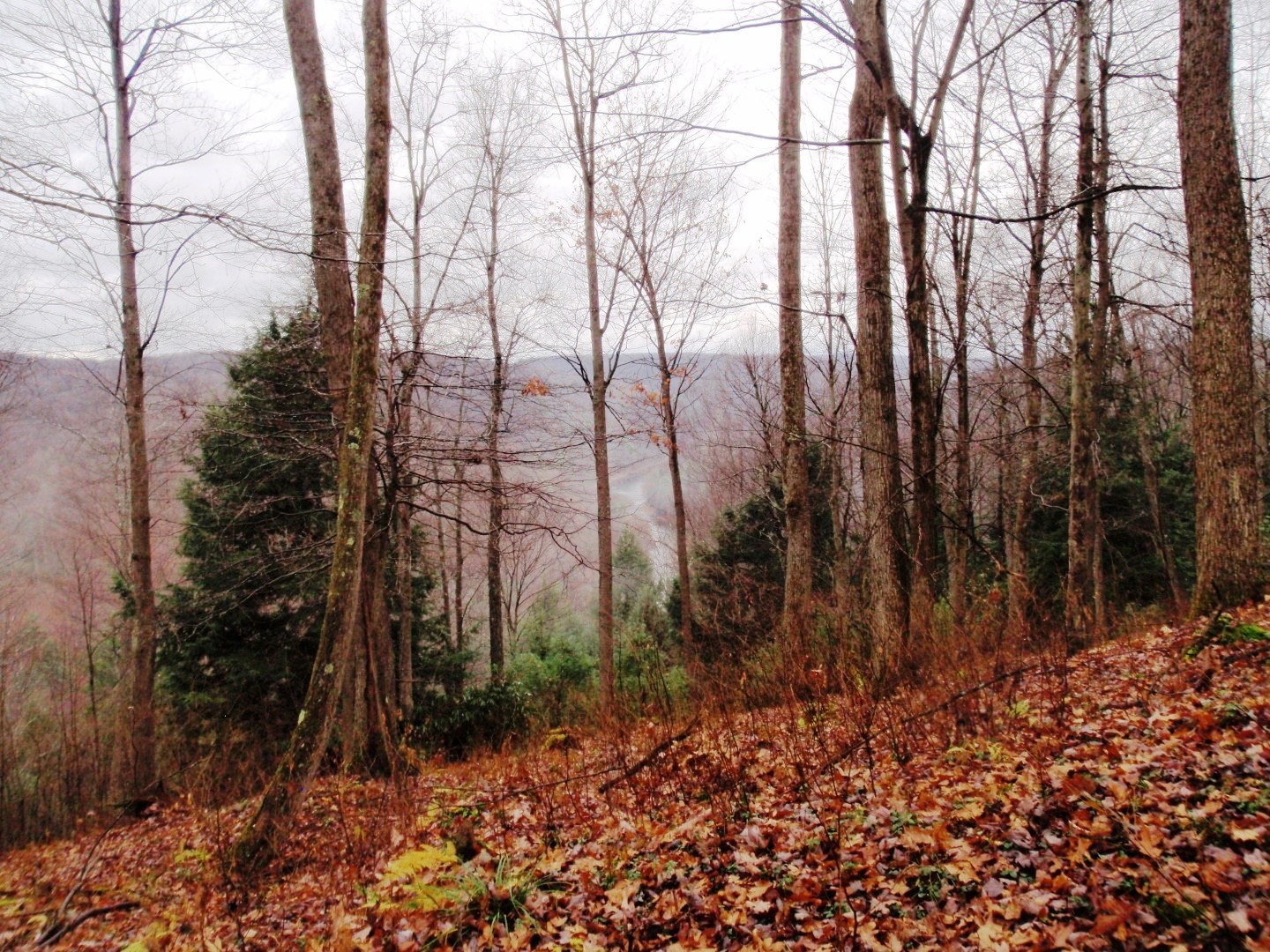 A view from a sloping hillside offer a view across a misty valley through bare trees. The ground below is covered in colorful fallen leaves in red yellow and orange.