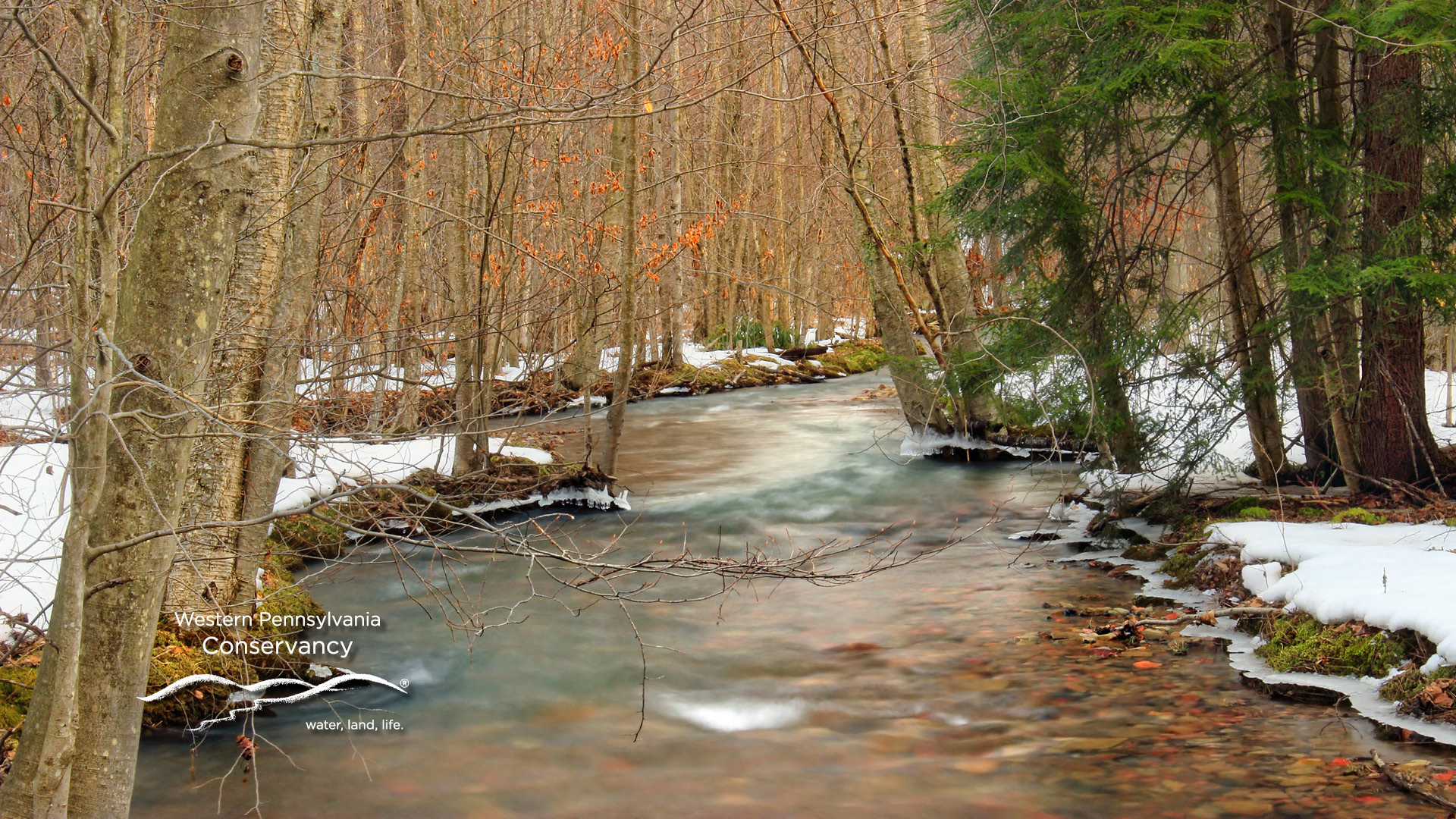 WPC Virtual Background_Cherry_Run