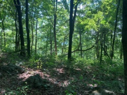 WPC 119 Acre Addition to Buchanan State Forest