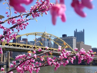 Recorded Webinar Available:<br>Pittsburgh Redbud Project Turns Five