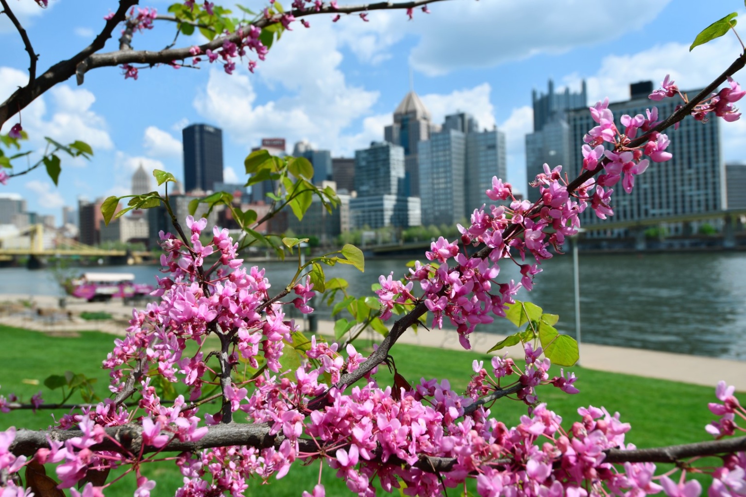 Eastern Redbud Trees Burst into Bloom on theFifth Year Anniversary of