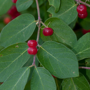Photo of bush honeysuckle berries