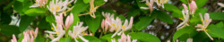 Bush Honeysuckle Header Image Background