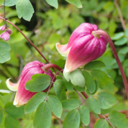 Photo of Leatherflower