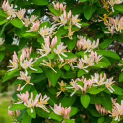 Photo of bush honeysuckle flowers