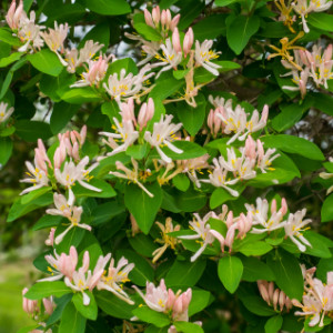 Photo of bush honeysuckle flowers