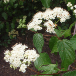 Photo of Arrowwood viburnum