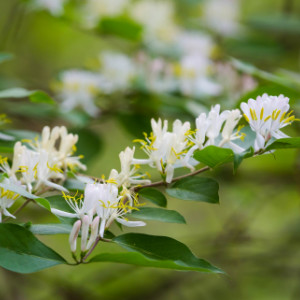 Photo of Bush Honeysuckle white flowers