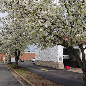 Callery Pear in a retail area