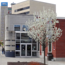 Callery Pear in urban environment