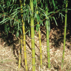 Golden Bamboo stems closeup