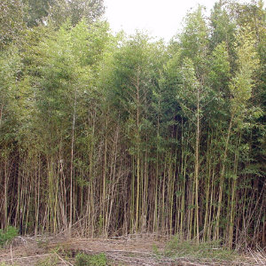 Golden Bamboo in dense monoculture