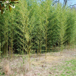 Golden Bamboo in field setting