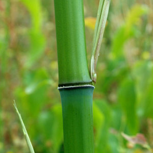 Golden Bamboo green stem