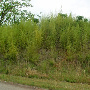Golden Bamboo on a hillside