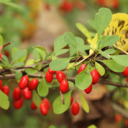 Japanese Barberry berries and leaves