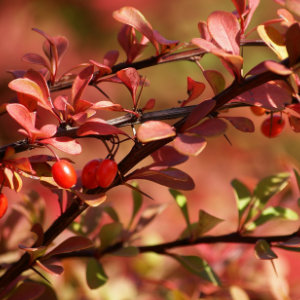 Japanese Barberry with red leaves