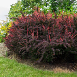 Japanese Barberry in residential landscaping