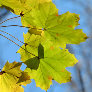 Norway Maple leaves