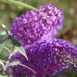 Butterfly Bush with two blooms