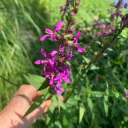 Purple Loosestrife with hand for scale