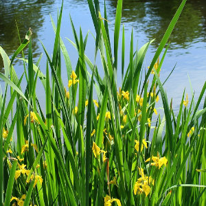 Yellow Iris clump