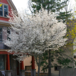 Allegheny Serviceberry in a residential neighborhood