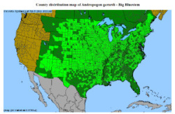 Big Bluestem distribution map