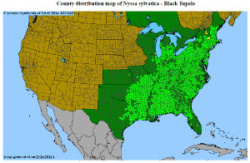 Black Gum distribution map
