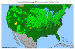 Blue Vervain distribution map