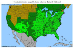 Butterfly Milkweed distribution map
