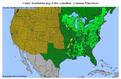 Common Cinterberry distribution map